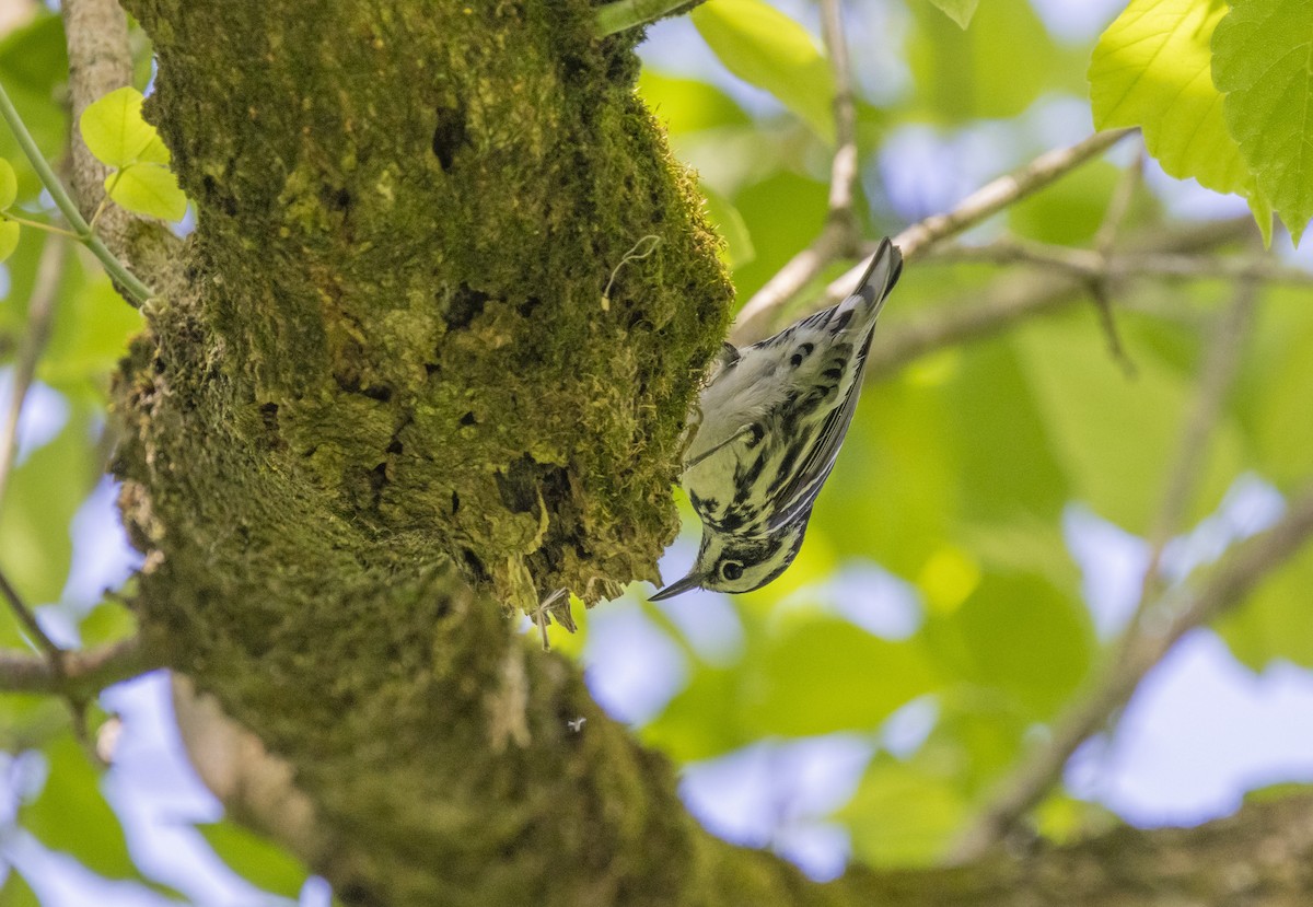 Black-and-white Warbler - ML618379394