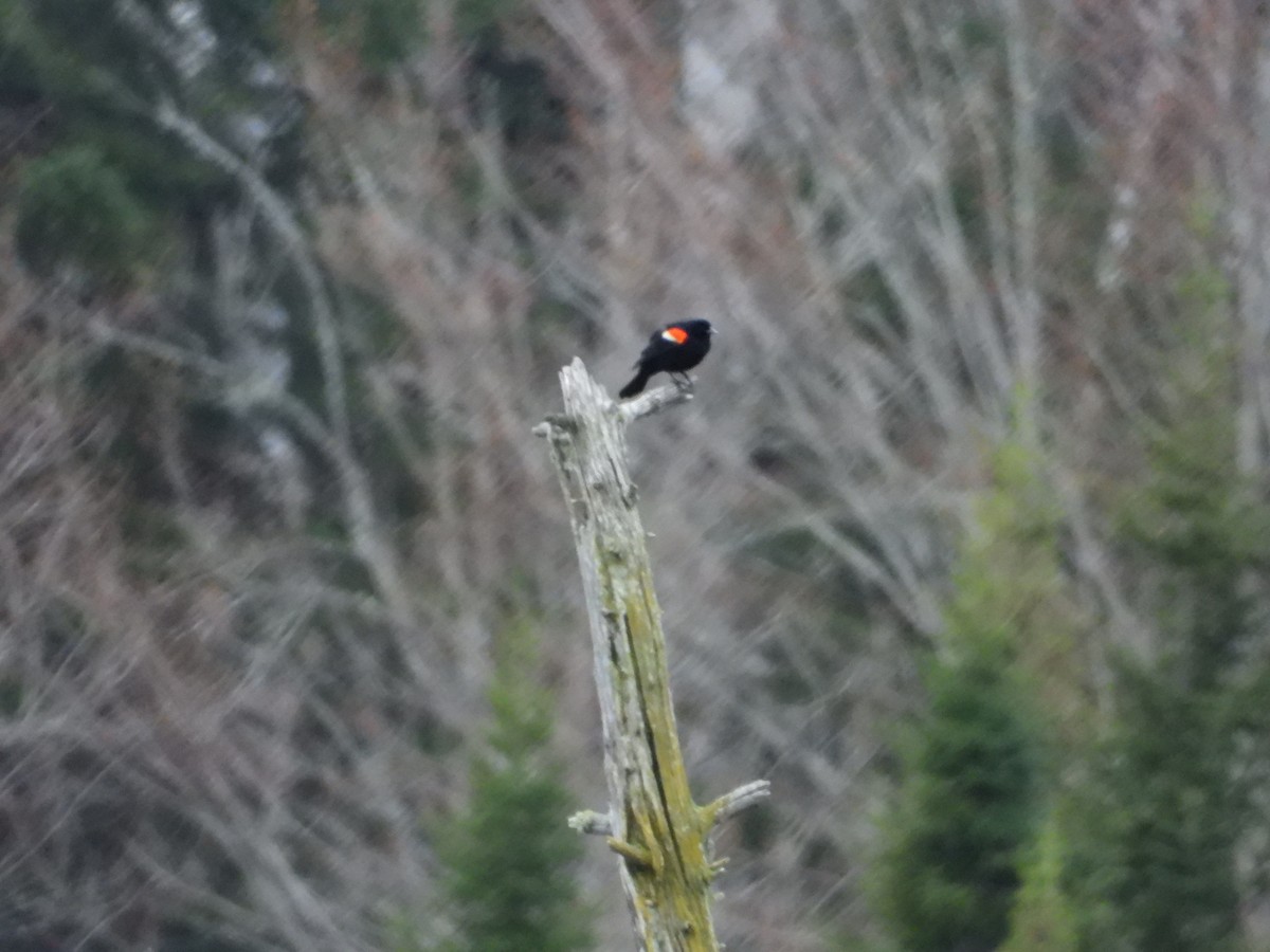 Red-winged Blackbird - ML618379419