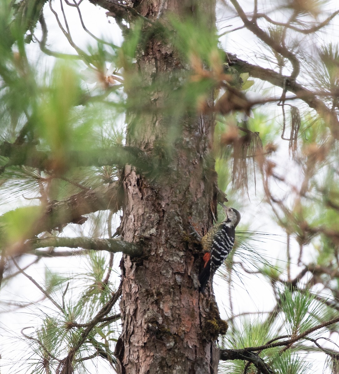 Stripe-breasted Woodpecker - ML618379449