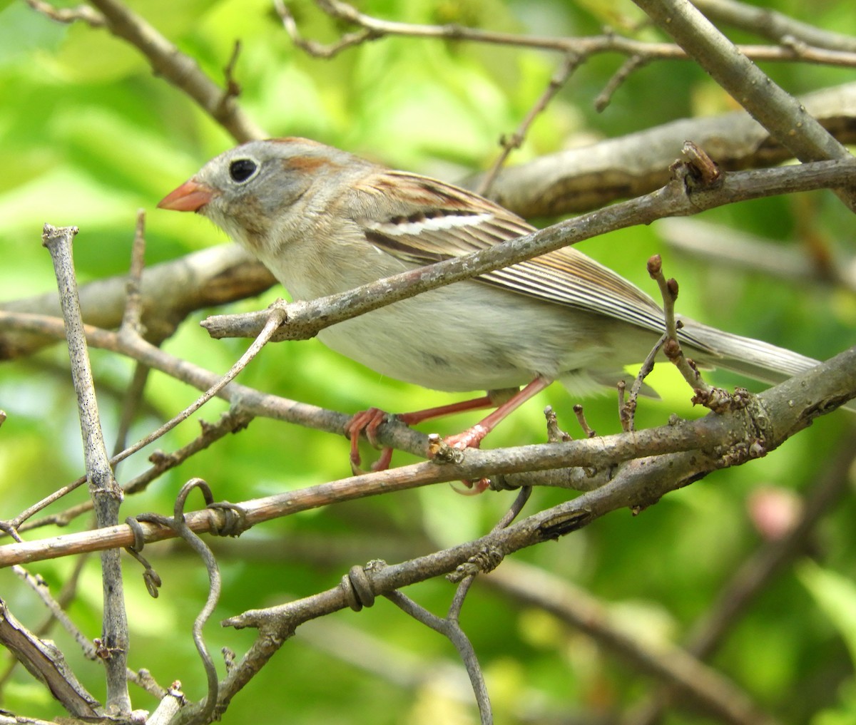 Field Sparrow - ML618379465