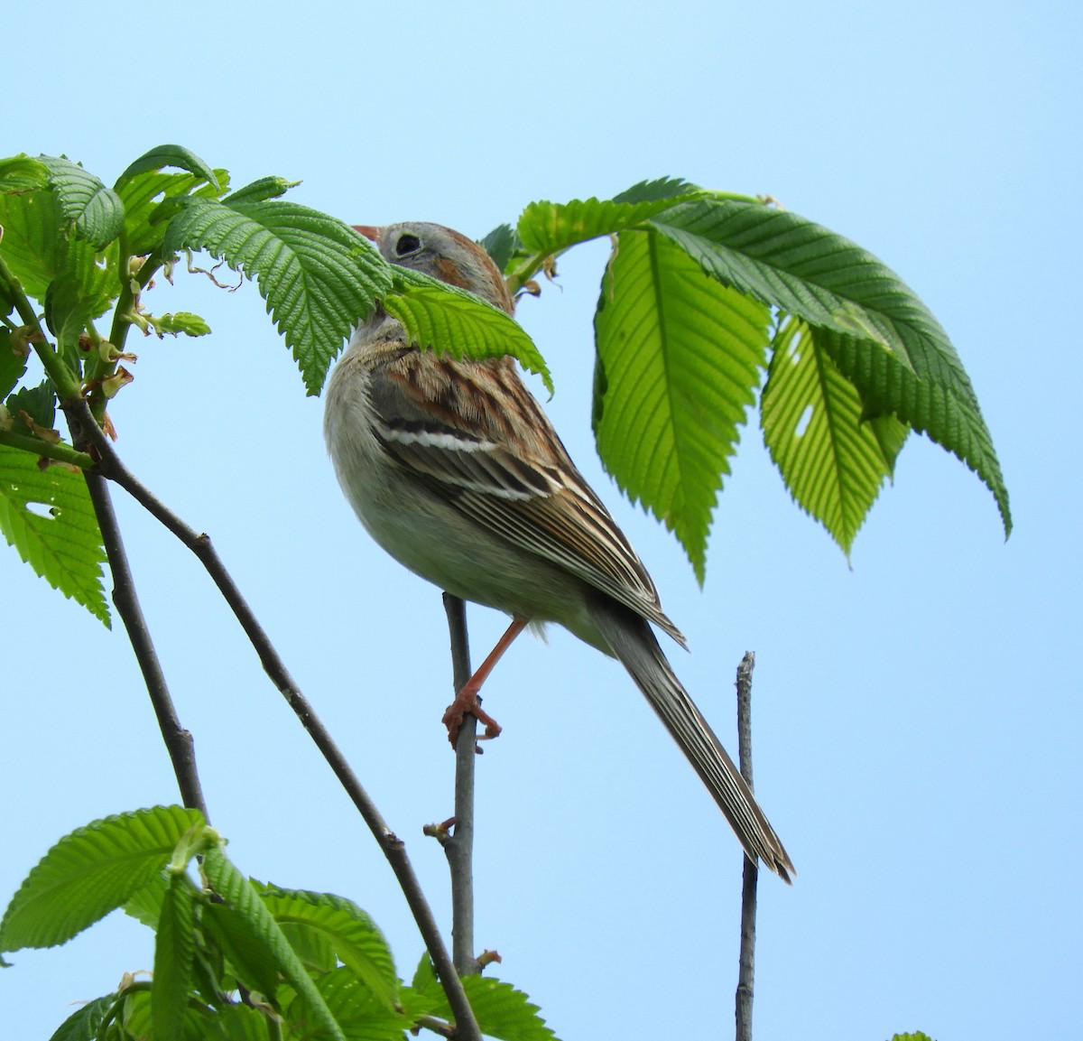 Field Sparrow - ML618379485