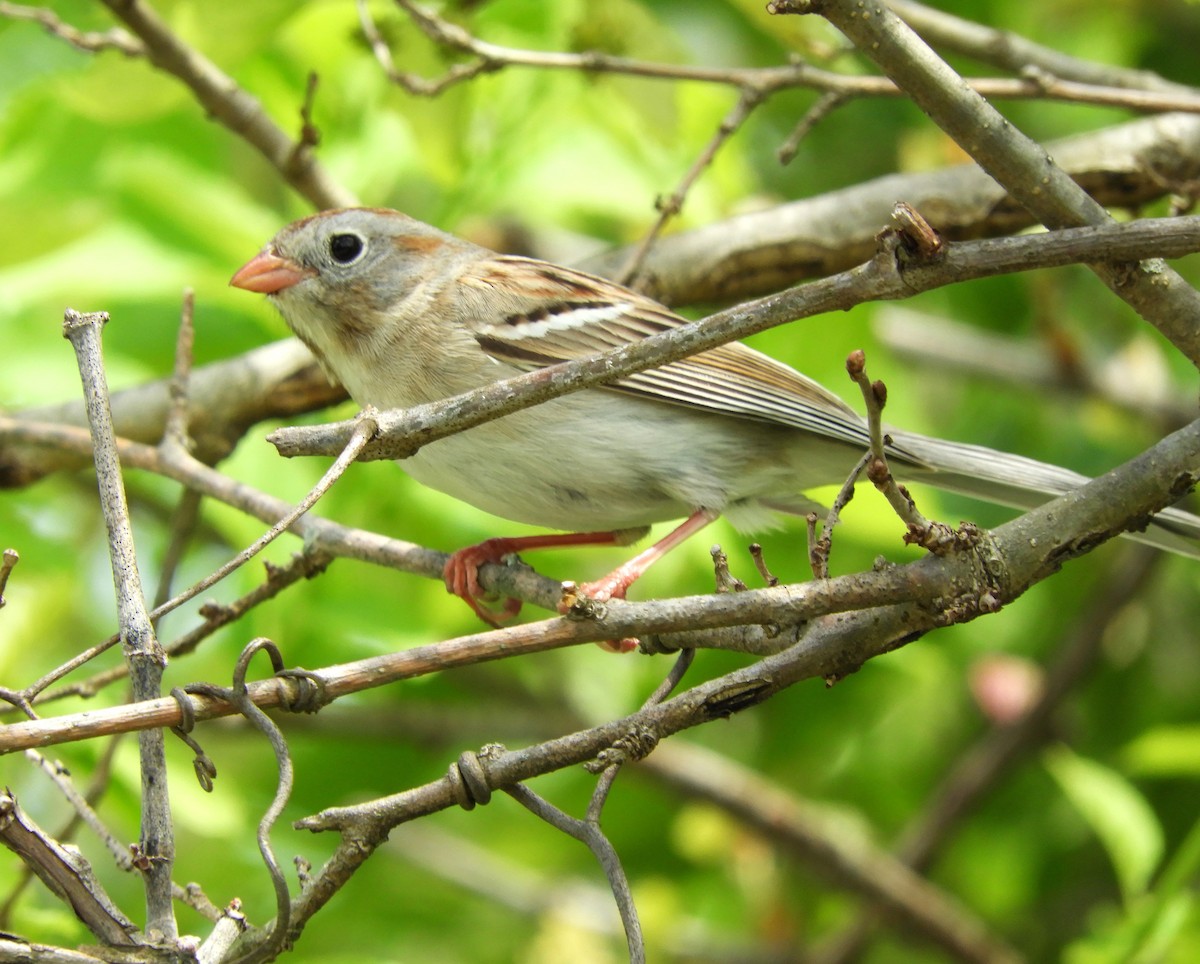 Field Sparrow - ML618379491