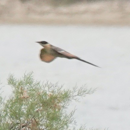 Great Spotted Cuckoo - ML618379531