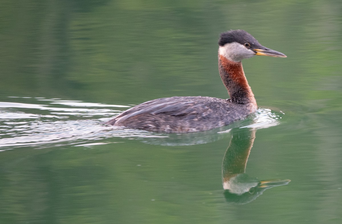 Red-necked Grebe - ML618379552