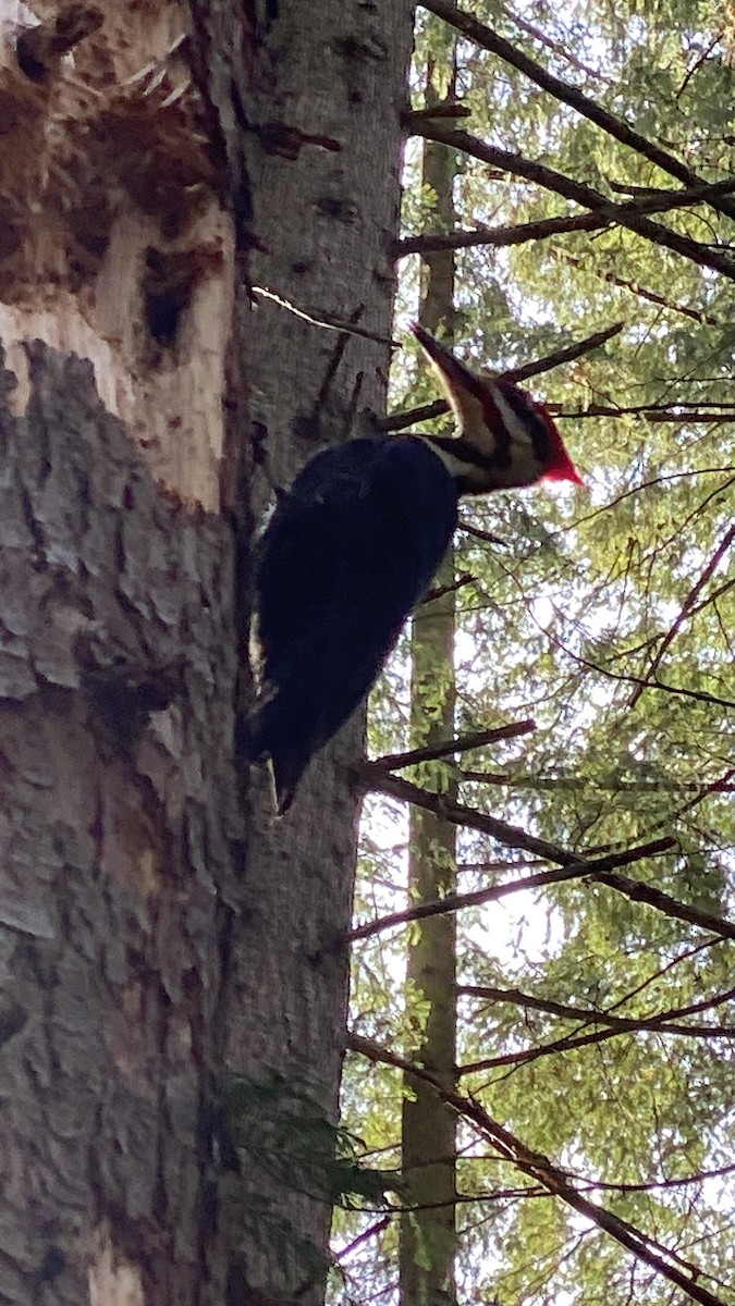 Pileated Woodpecker - ML618379554