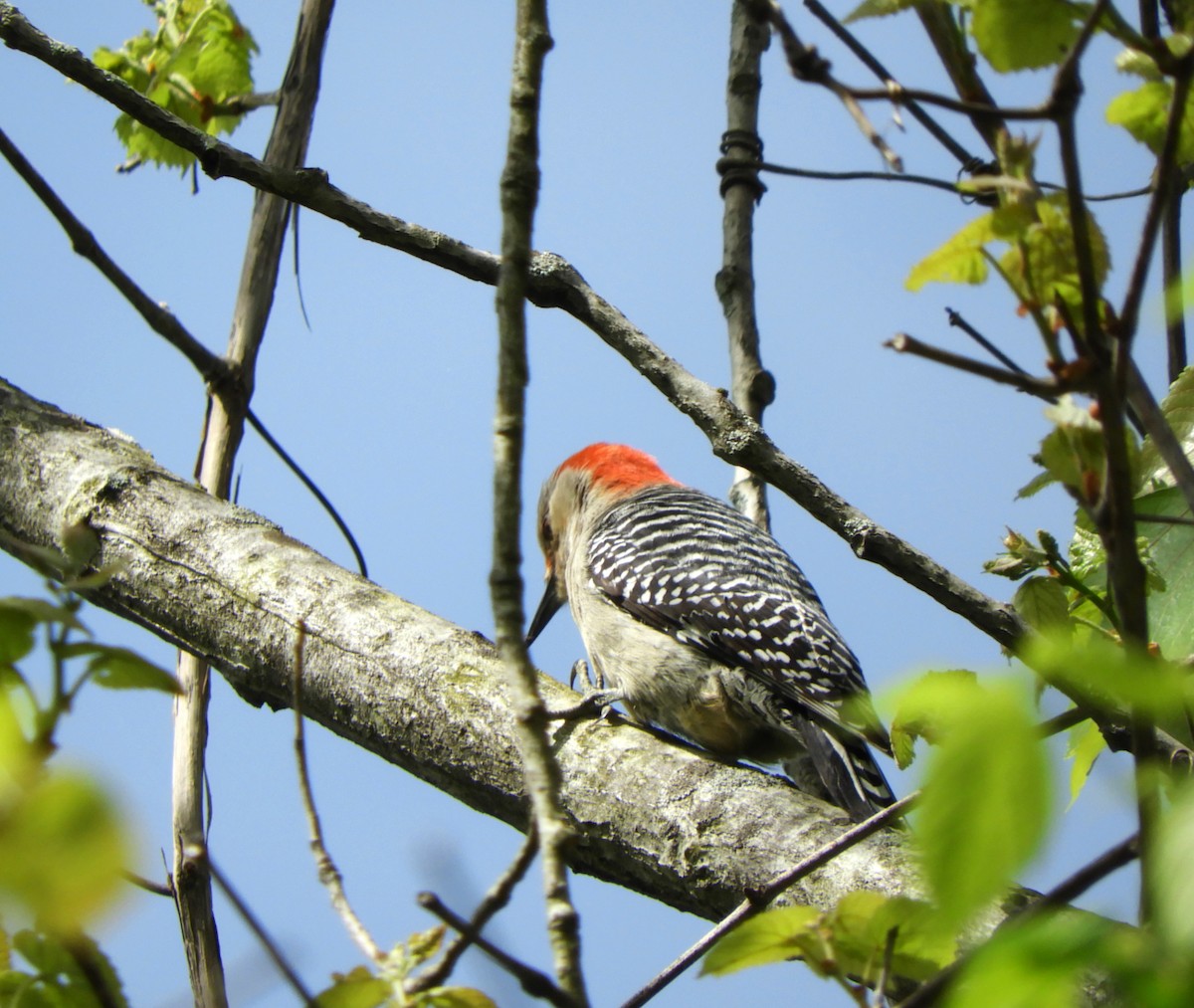 Red-bellied Woodpecker - ML618379577