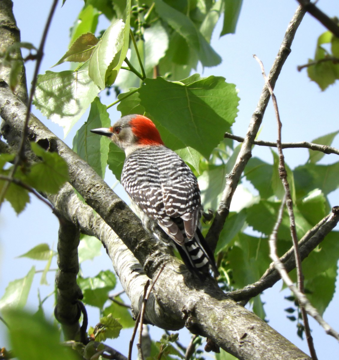 Red-bellied Woodpecker - ML618379582