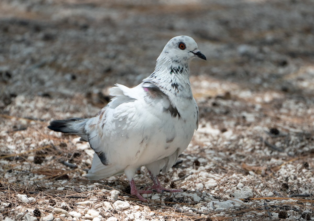 Rock Pigeon (Feral Pigeon) - ML618379584