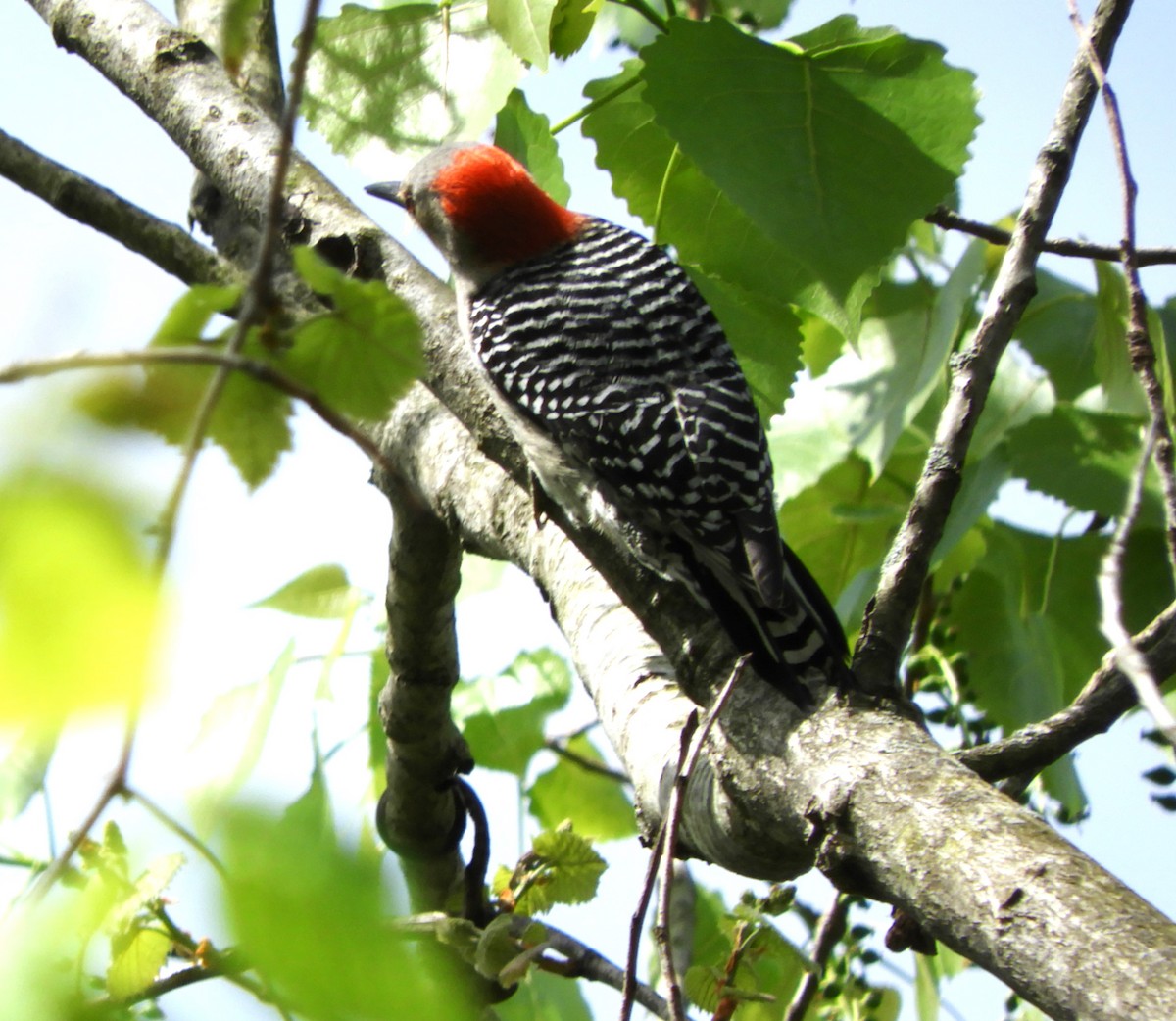 Red-bellied Woodpecker - ML618379585