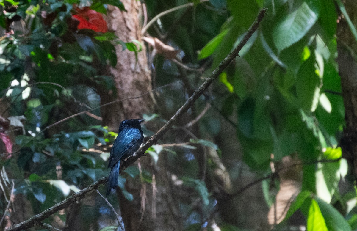 Lesser Racket-tailed Drongo - ML618379600