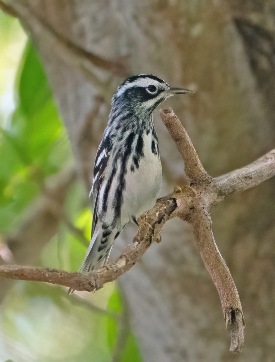 Black-and-white Warbler - ML618379601