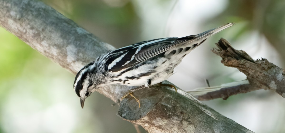 Black-and-white Warbler - ML618379603