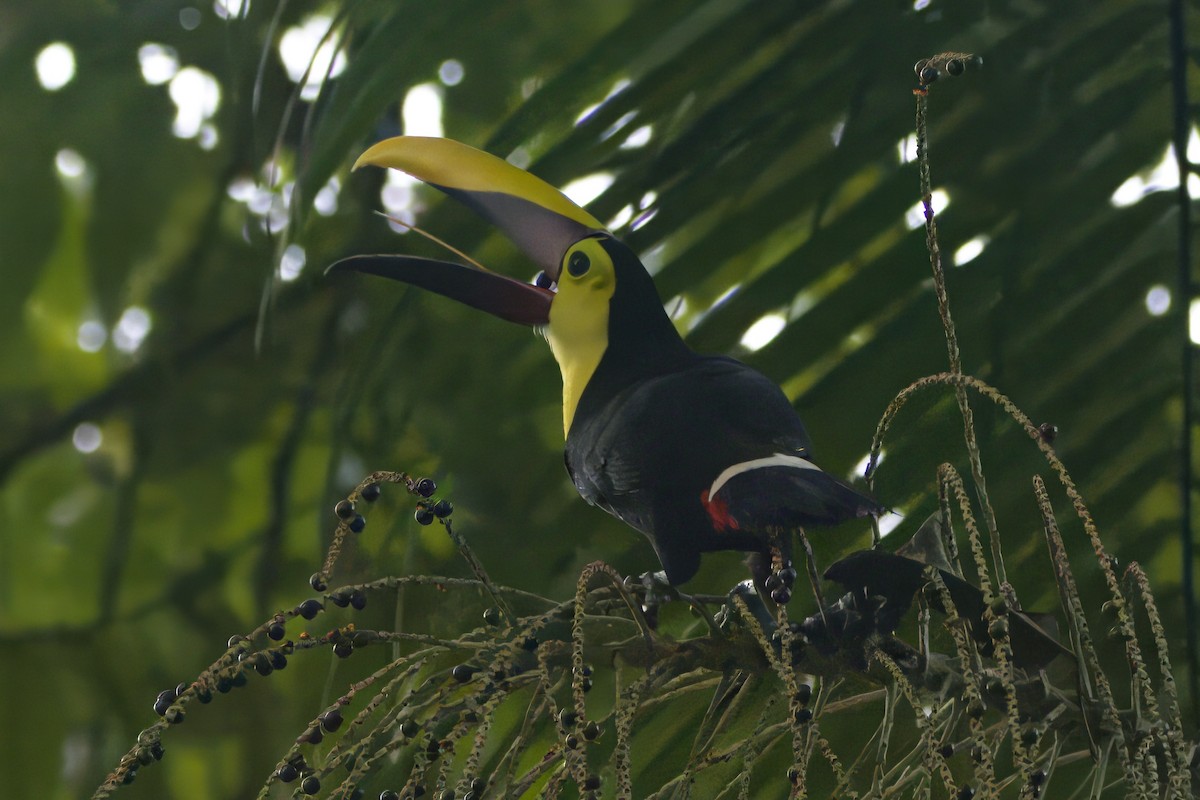 Yellow-throated Toucan - Gareth Bowes