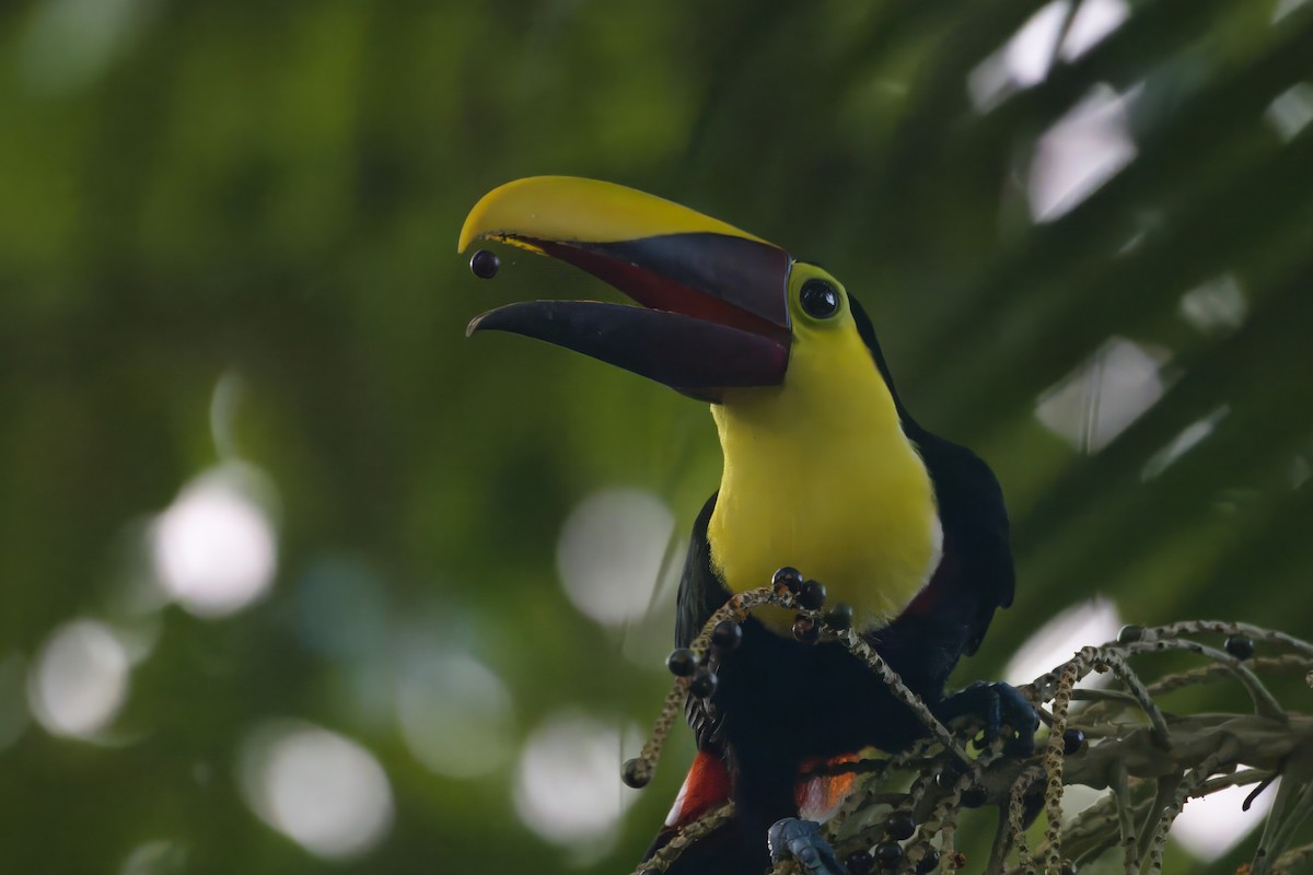 Yellow-throated Toucan - Gareth Bowes