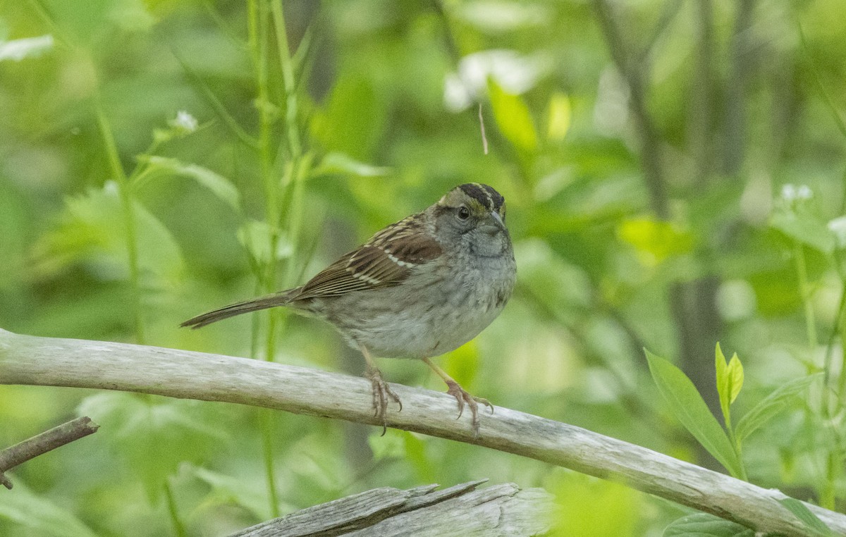 White-throated Sparrow - ML618379661