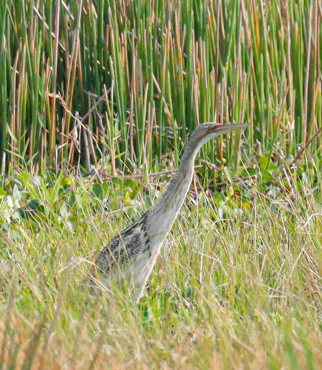 Pinnated Bittern - Obed Canales