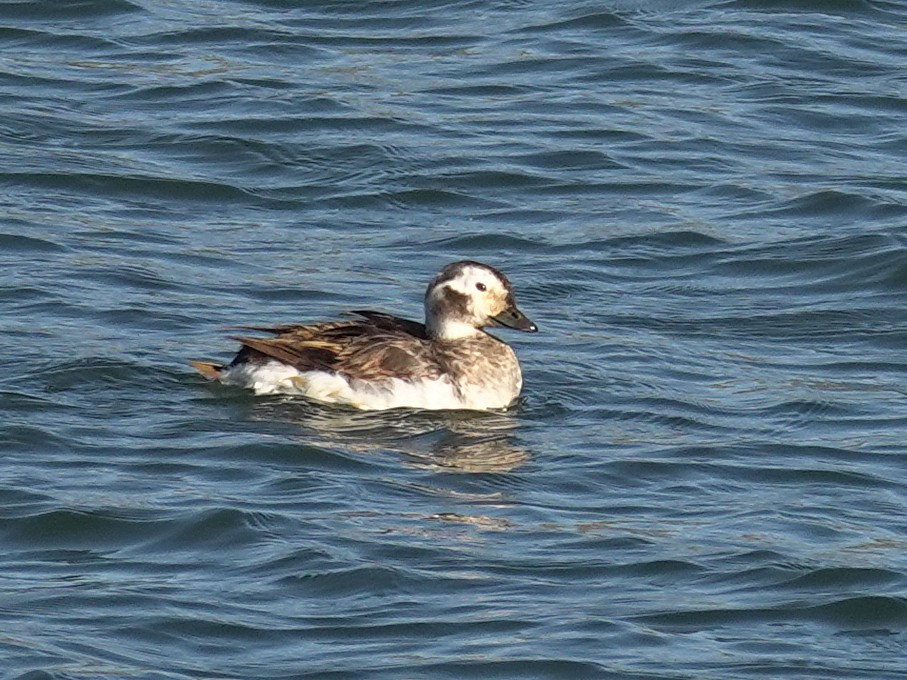 Long-tailed Duck - ML618379675