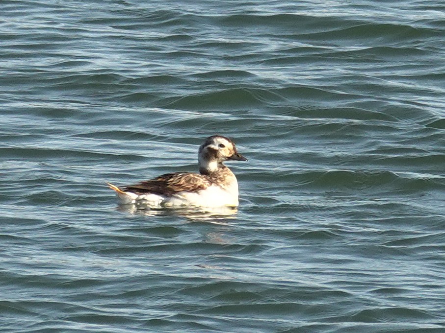 Long-tailed Duck - ML618379676