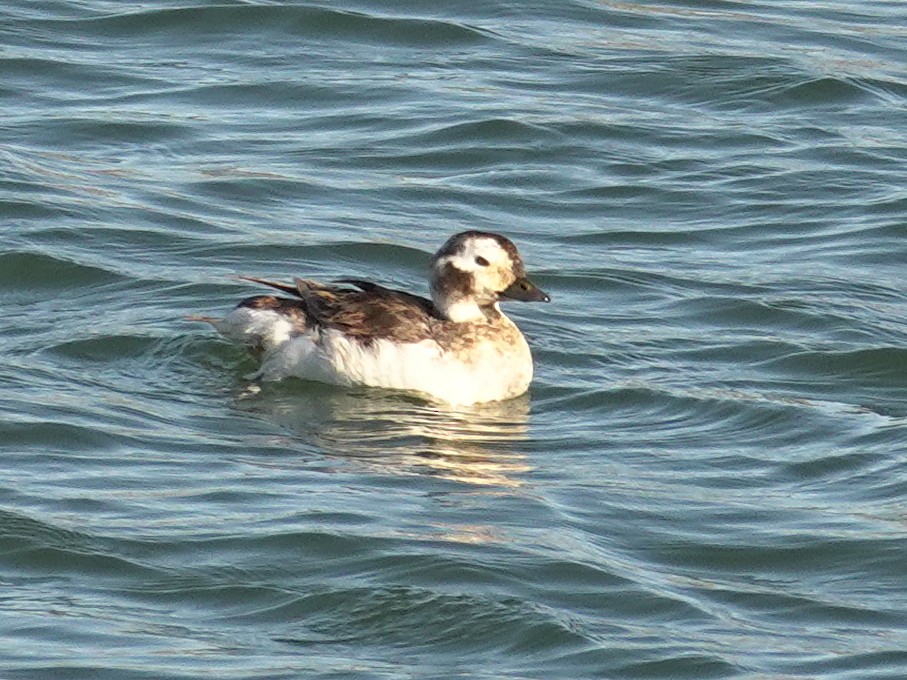 Long-tailed Duck - ML618379677