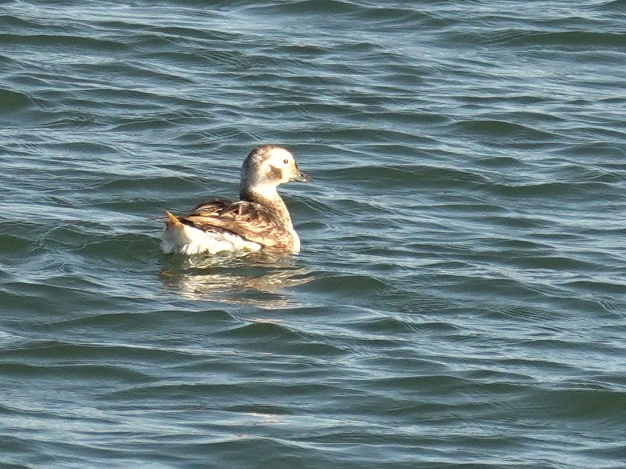 Long-tailed Duck - ML618379678