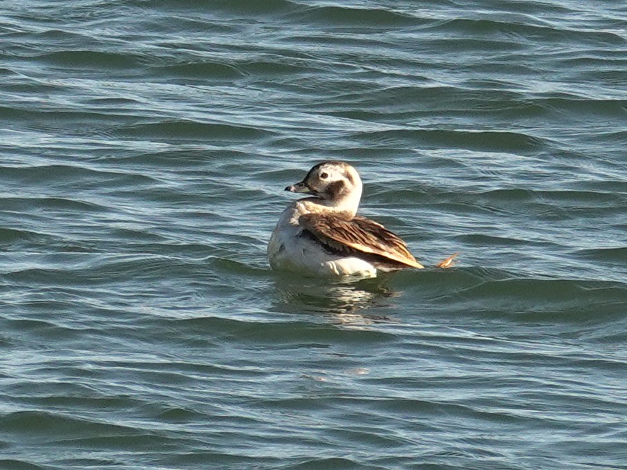 Long-tailed Duck - ML618379679