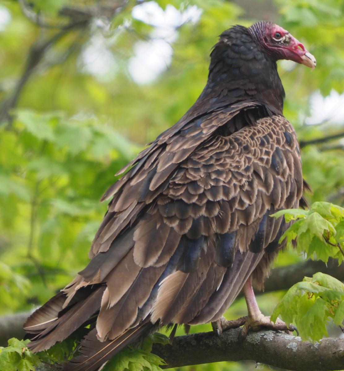 Turkey Vulture - ML618379708