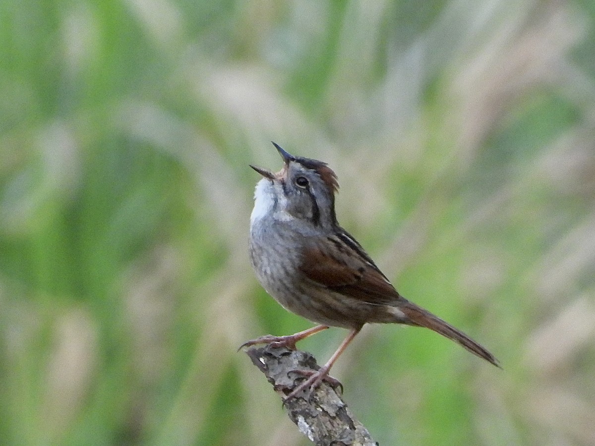Swamp Sparrow - Pat Hare