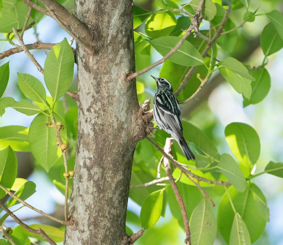 Black-and-white Warbler - ML618379722