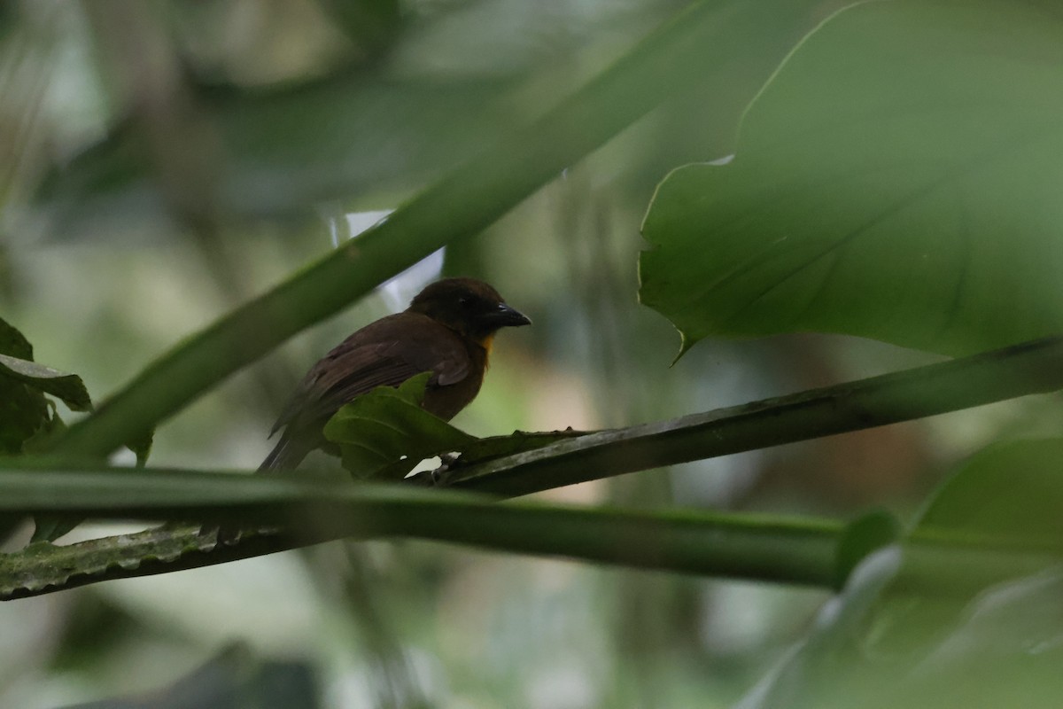 Red-throated Ant-Tanager - ML618379747