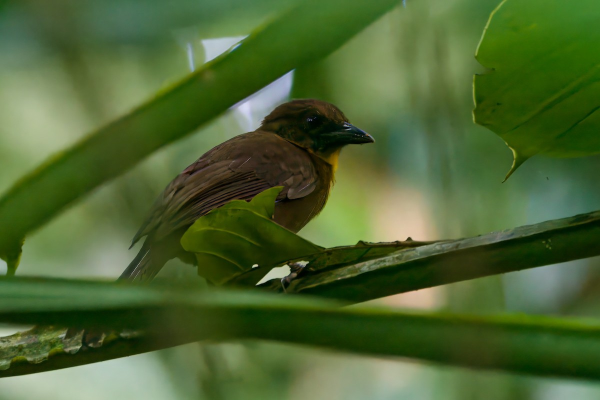 Red-throated Ant-Tanager - ML618379748