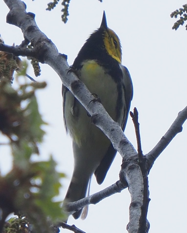 Black-throated Green Warbler - ML618379749