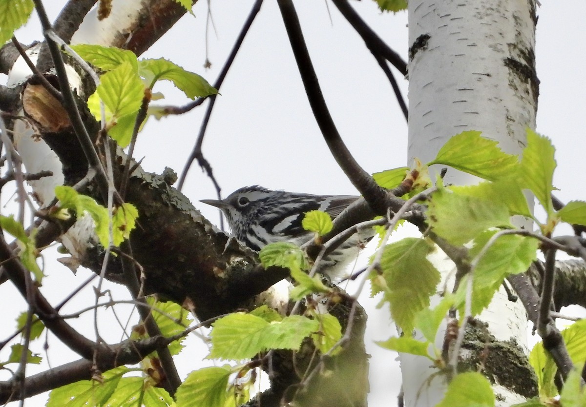 Black-and-white Warbler - ML618379761