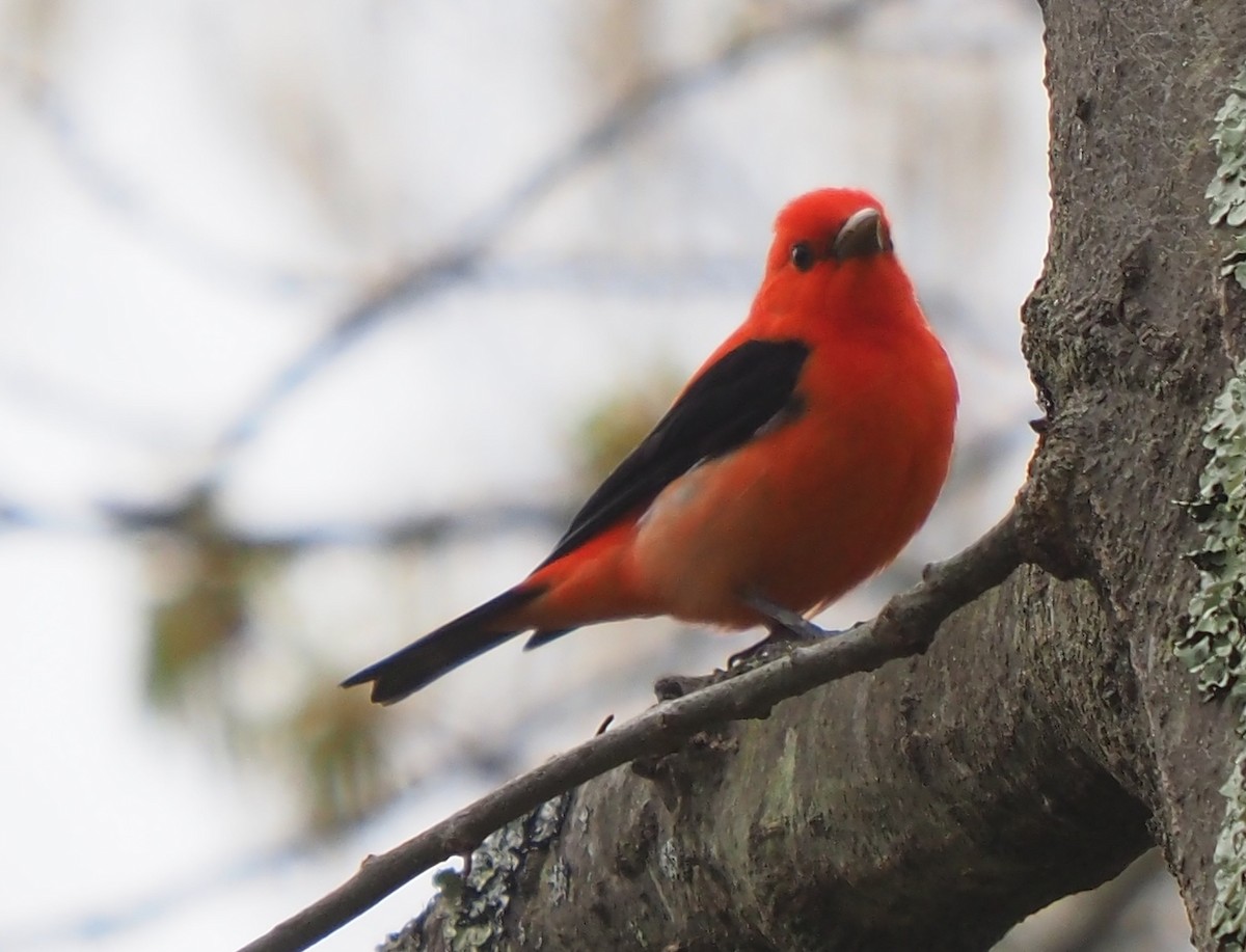 Scarlet Tanager - ML618379763