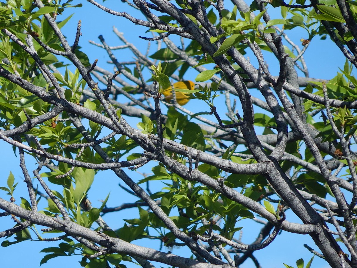 Yellow Warbler - ML618379766