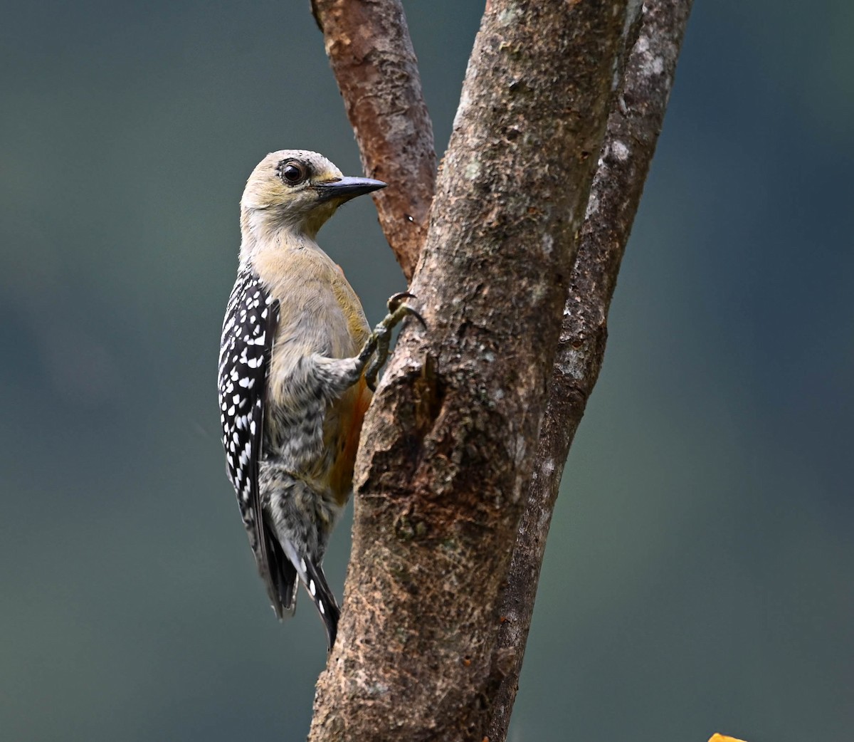 Red-crowned Woodpecker - ML618379772
