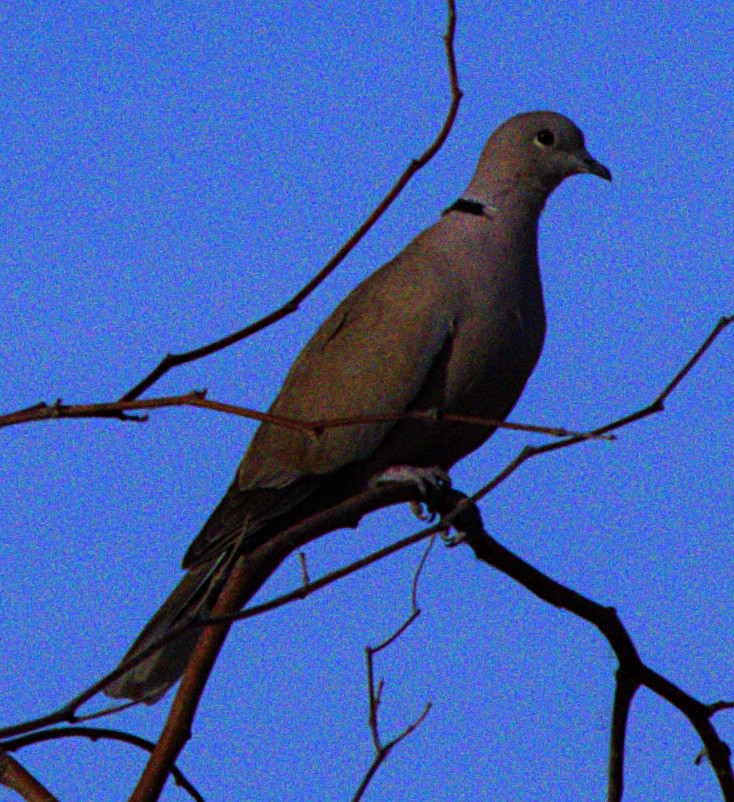 Eurasian Collared-Dove - ML618379777