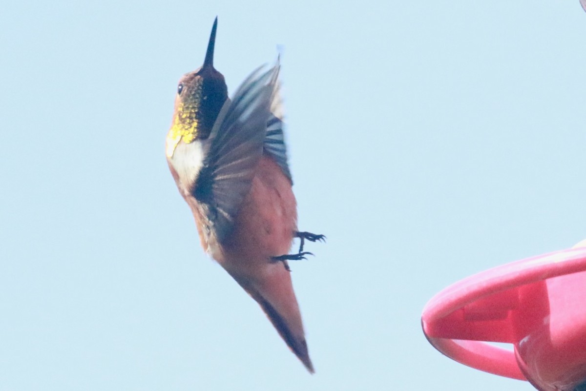 Rufous Hummingbird - ML618379797