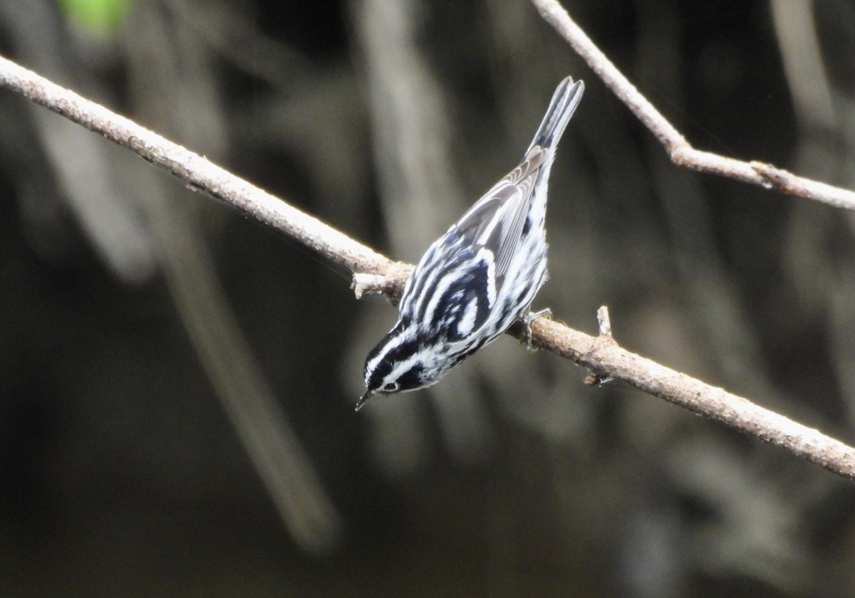 Black-and-white Warbler - ML618379815