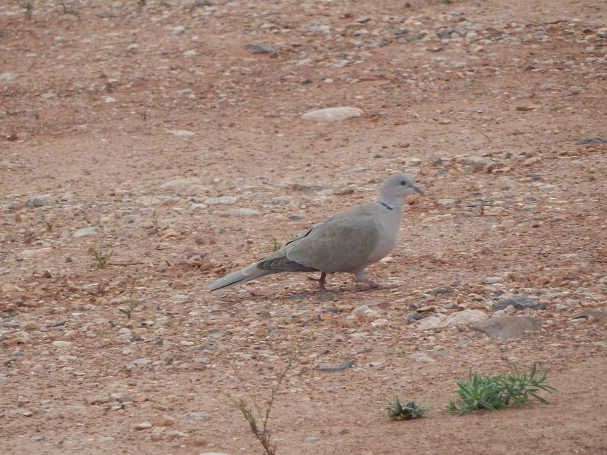Eurasian Collared-Dove - ML618379855