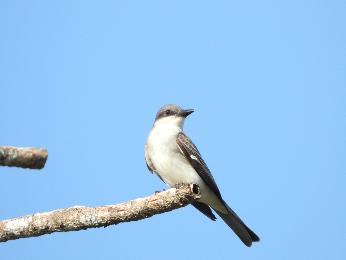 Gray Kingbird - Angel Castillo Birdwatching Guide