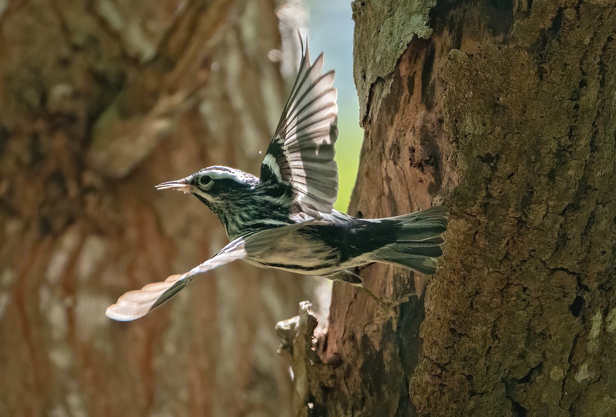 Black-and-white Warbler - ML618379898