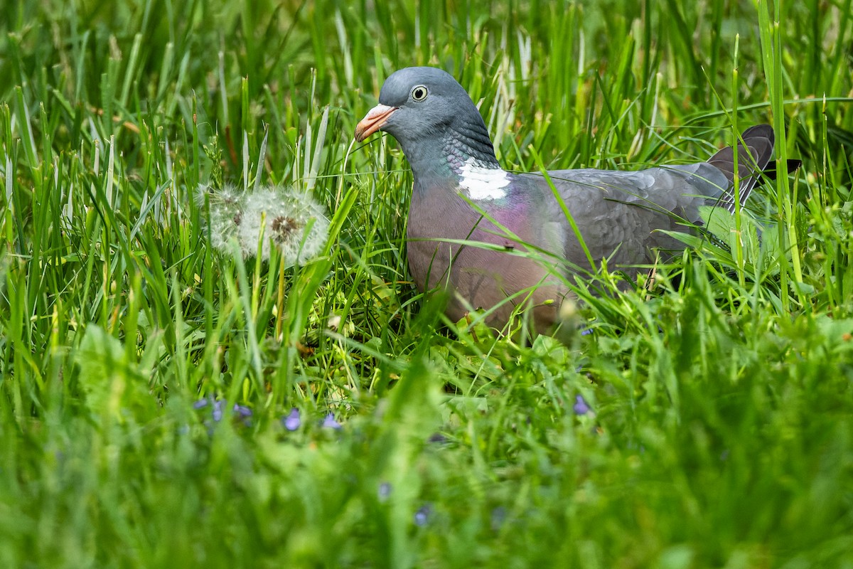 Common Wood-Pigeon - Gabi Uhrova