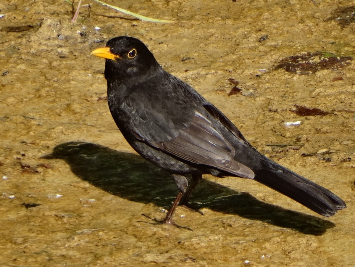 Eurasian Blackbird - ML618379905