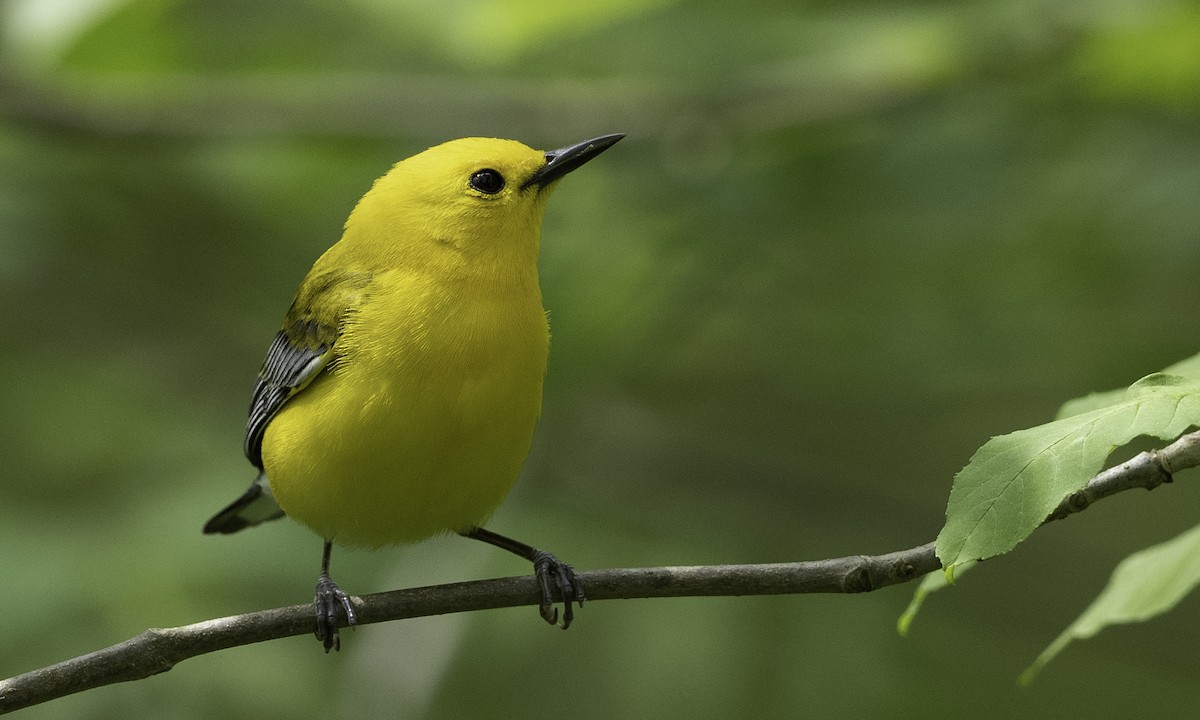 Prothonotary Warbler - ML618379908