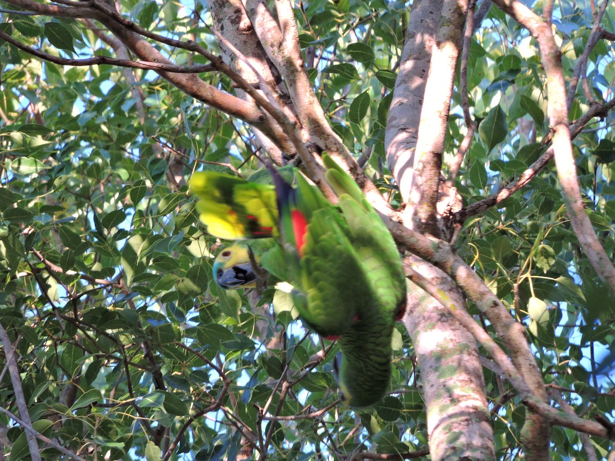 Turquoise-fronted Parrot - ML618379938