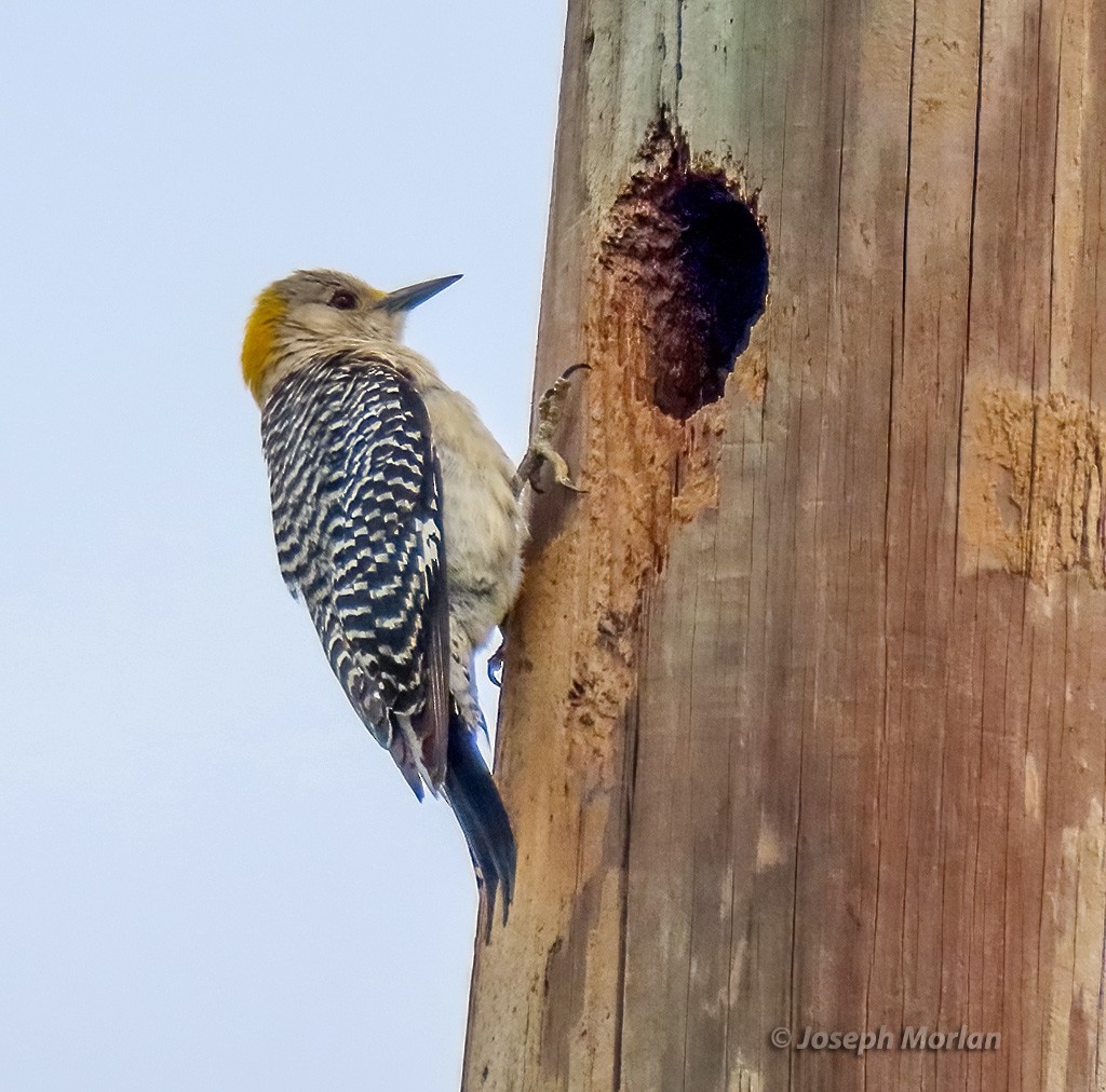 Golden-fronted Woodpecker - ML618379946