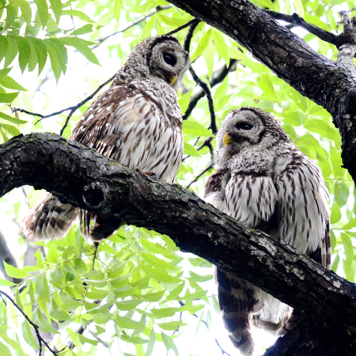 Barred Owl - T Reed