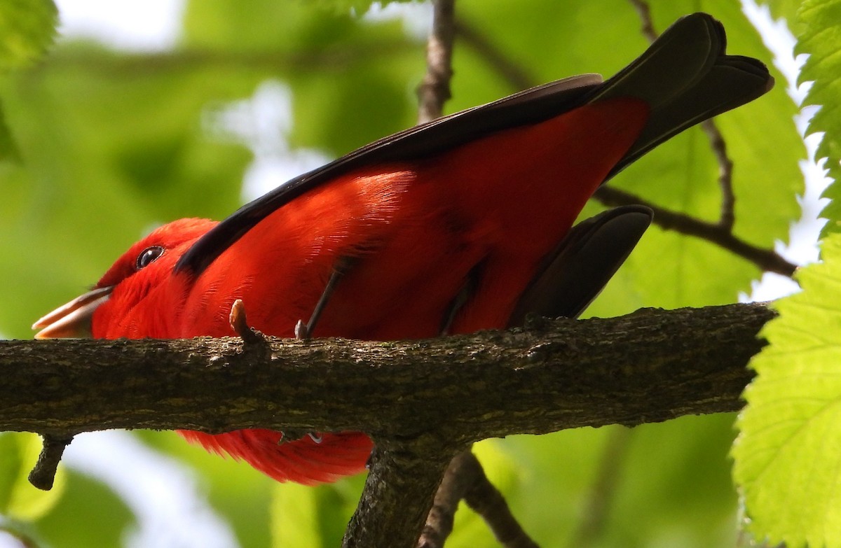 Scarlet Tanager - ML618380072