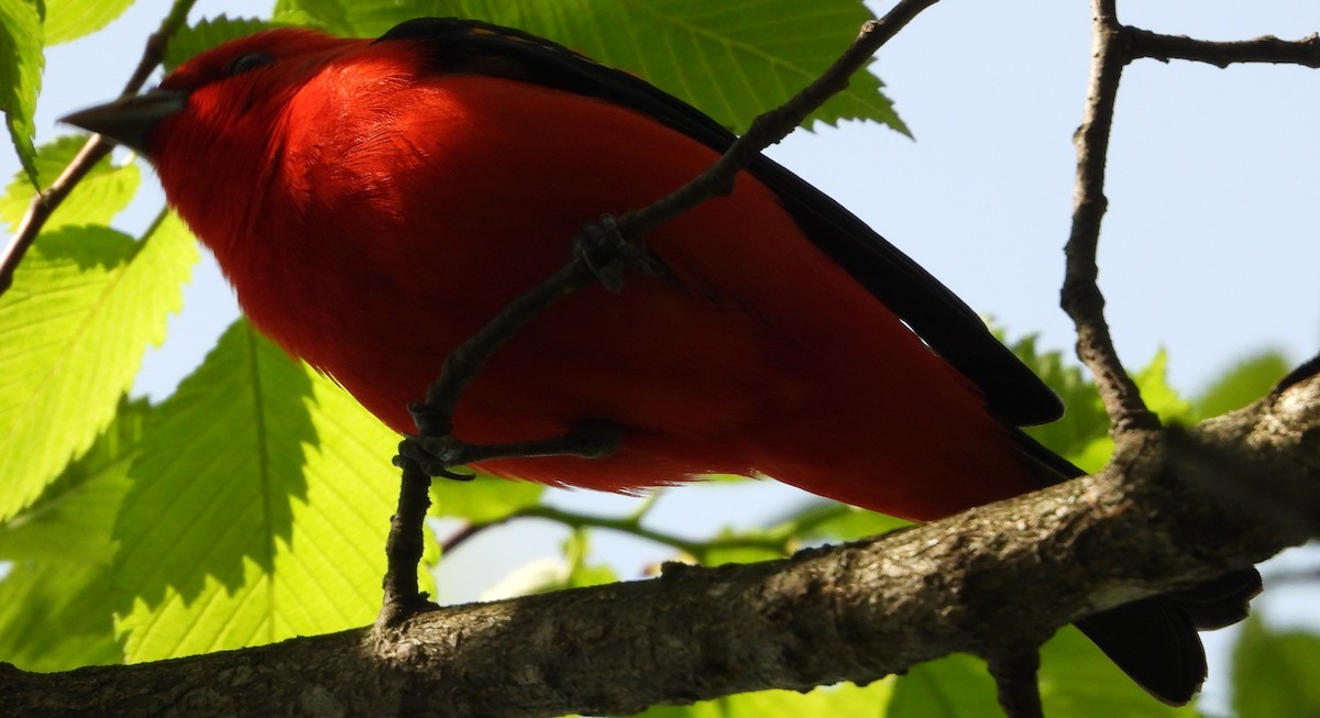 Scarlet Tanager - ML618380073