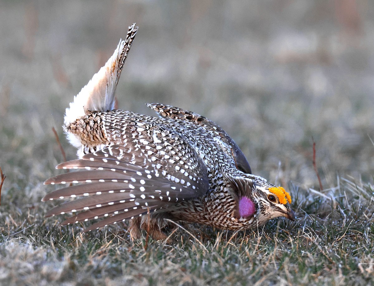 Sharp-tailed Grouse - Hal and Kirsten Snyder